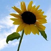 Ahmed R.